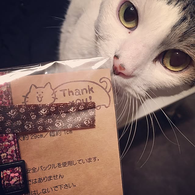 perro_gatoさんの実例写真
