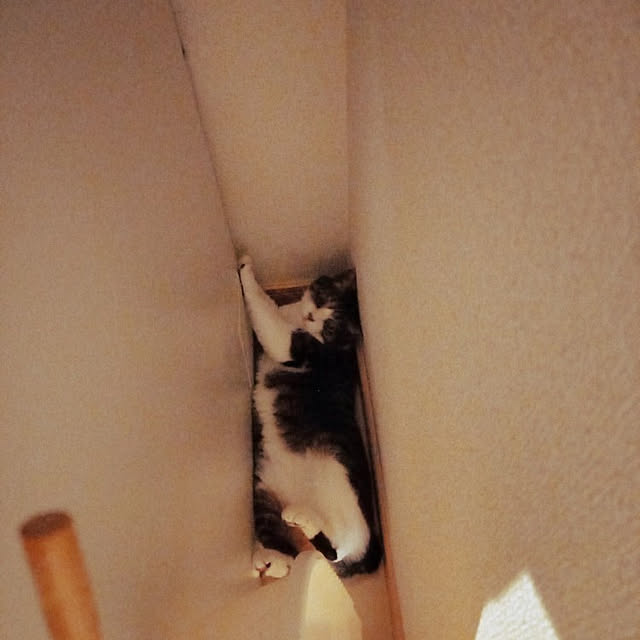 civicglさんの実例写真