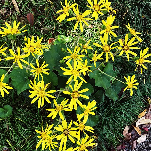 yoppyさんの実例写真