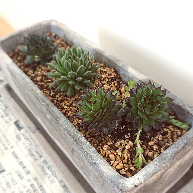 玄関/入り口/至福の時間/多肉植物/グリーンのある暮らし/多肉初心者...などのインテリア実例 - 2019-02-24 22:00:35