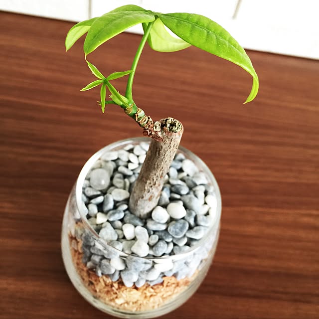 stagさんの実例写真