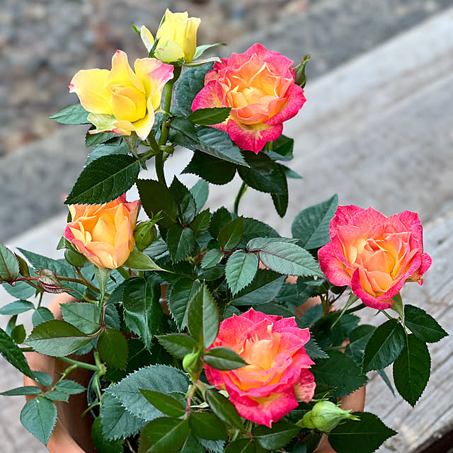 Kikko.さんの部屋