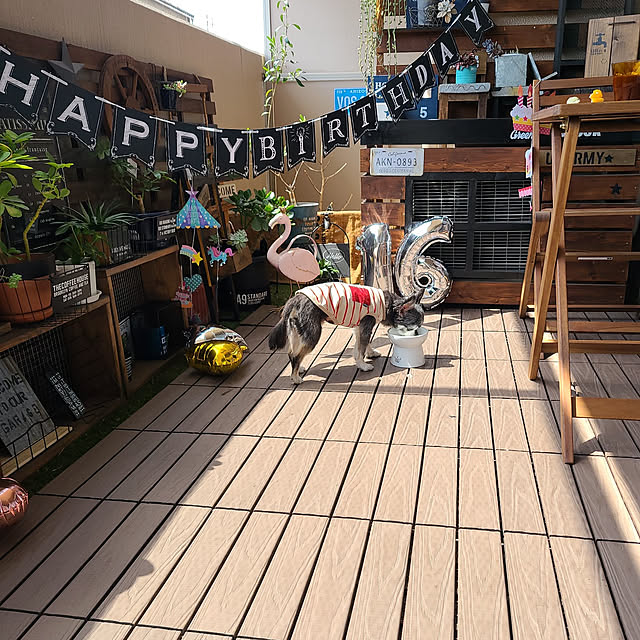 壁/天井/コメントお気遣いなく♡/インスタ→lovepeacedog/愛犬の誕生日/16歳になりました。...などのインテリア実例 - 2021-04-02 11:50:54