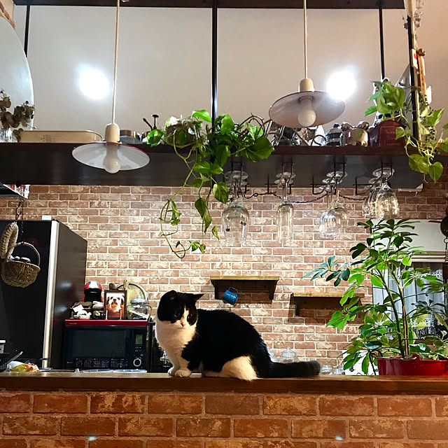 butachanさんの実例写真