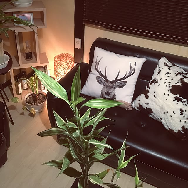 TIGERさんの実例写真