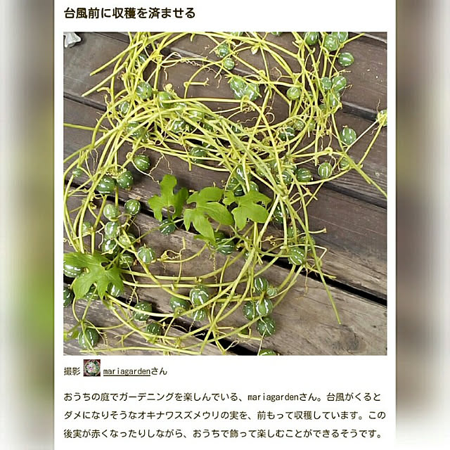 mariagardenさんの実例写真