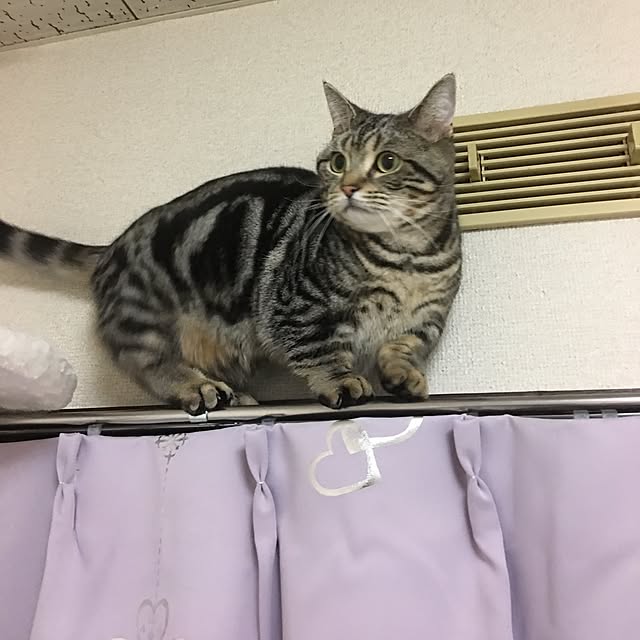tomommyさんの実例写真