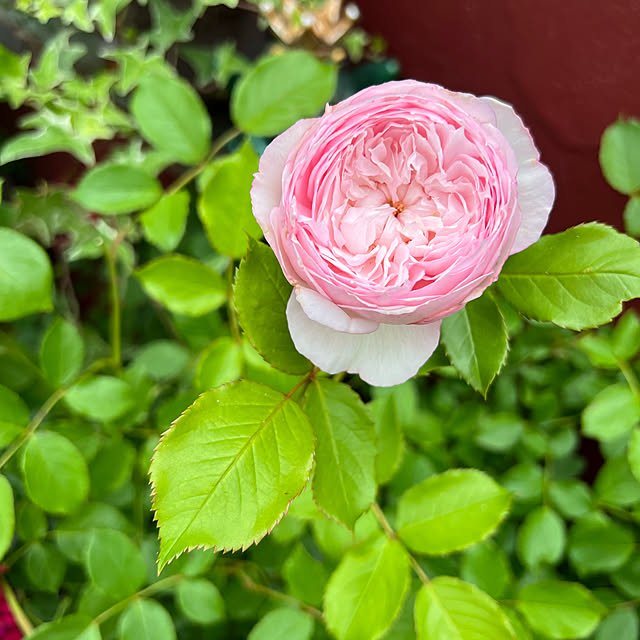 AYUKOさんの実例写真