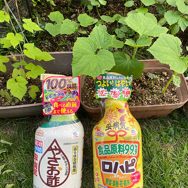 dainaoreiさんの実例写真