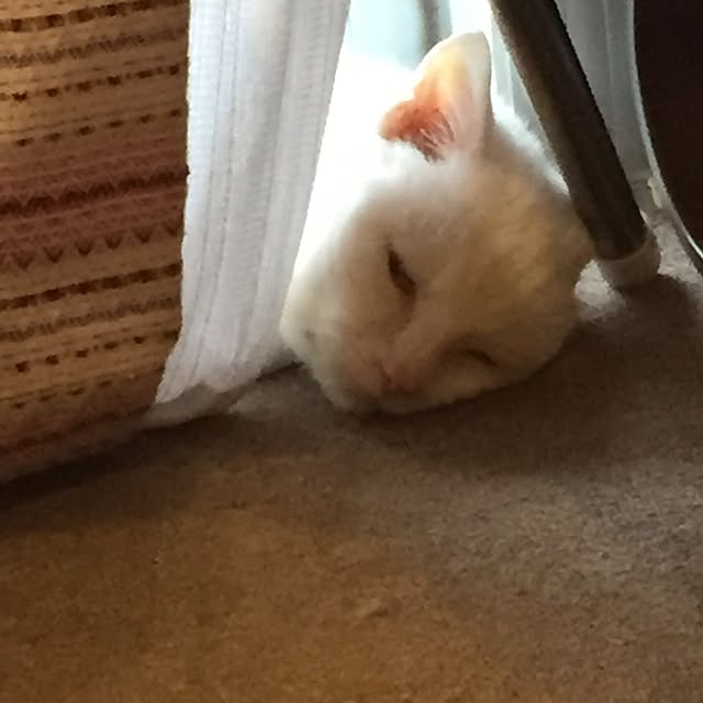 1623さんの実例写真