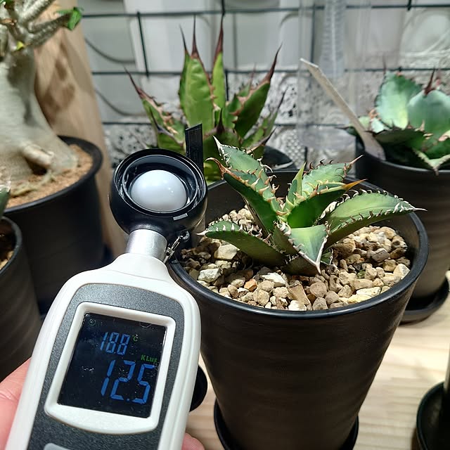 tropical_happy_lifeさんの部屋