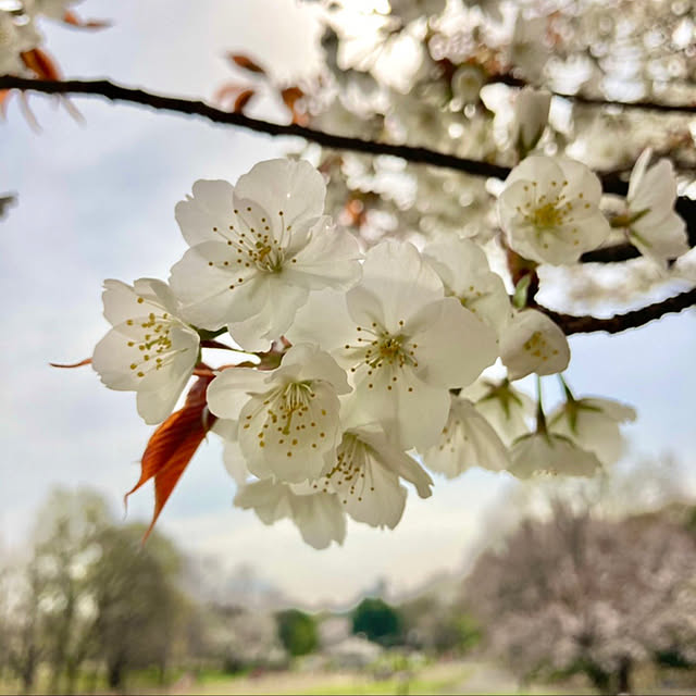 近くの公園で/ピンク色/青空♪/玄関/入り口のインテリア実例 - 2021-03-25 12:33:03