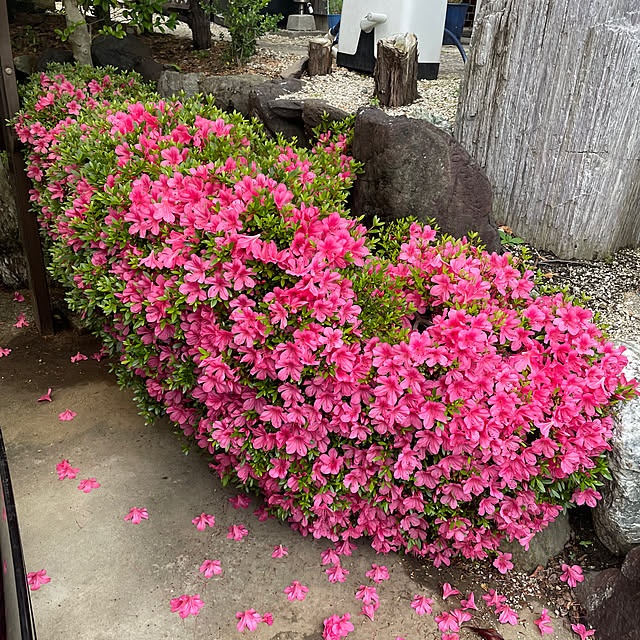 shin0719さんの実例写真