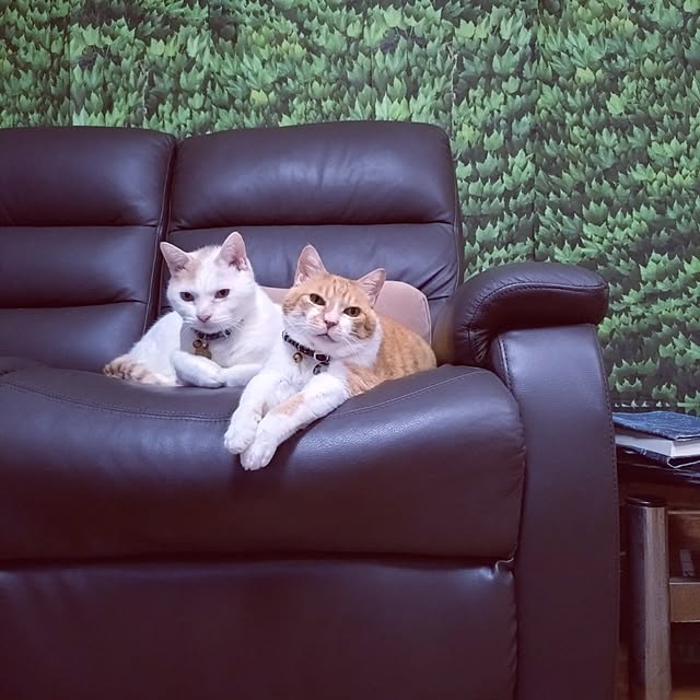 NOAHさんの部屋