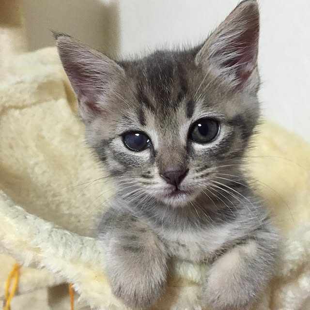 beruさんの実例写真
