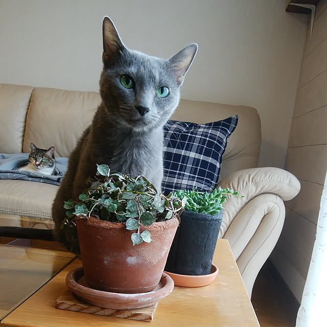 tomo1220さんの実例写真