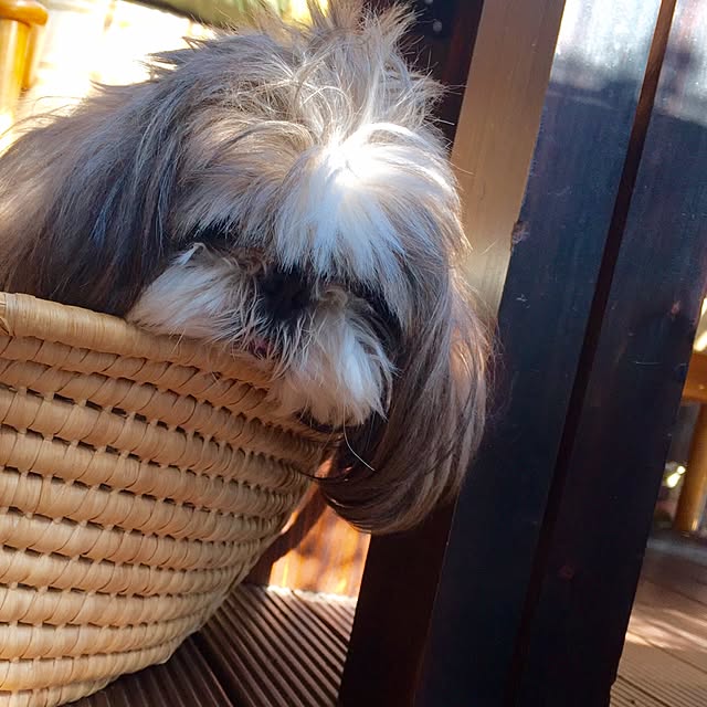 butachanさんの実例写真