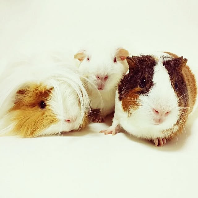 Jocoさんの実例写真