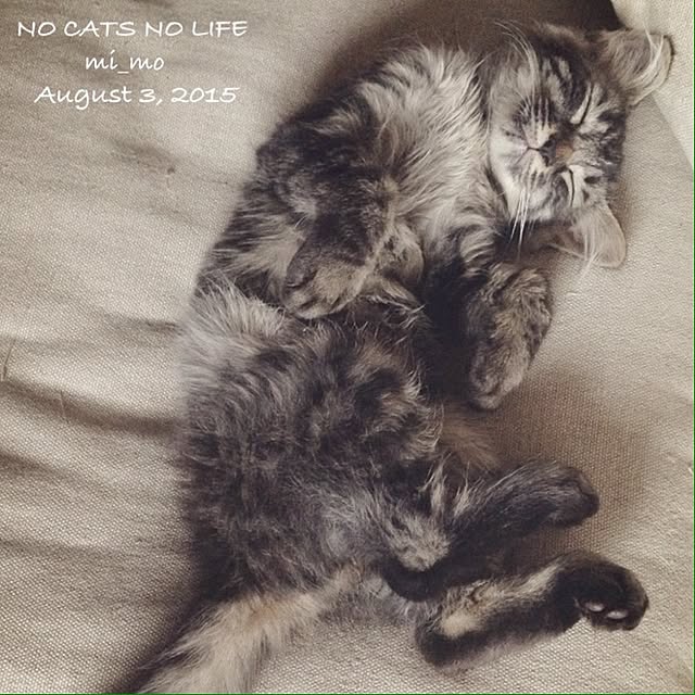 mi_moさんの実例写真