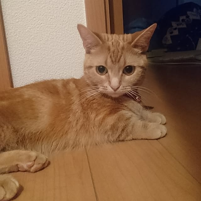 shinobuさんの実例写真