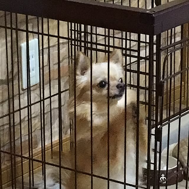 chi-koさんの実例写真