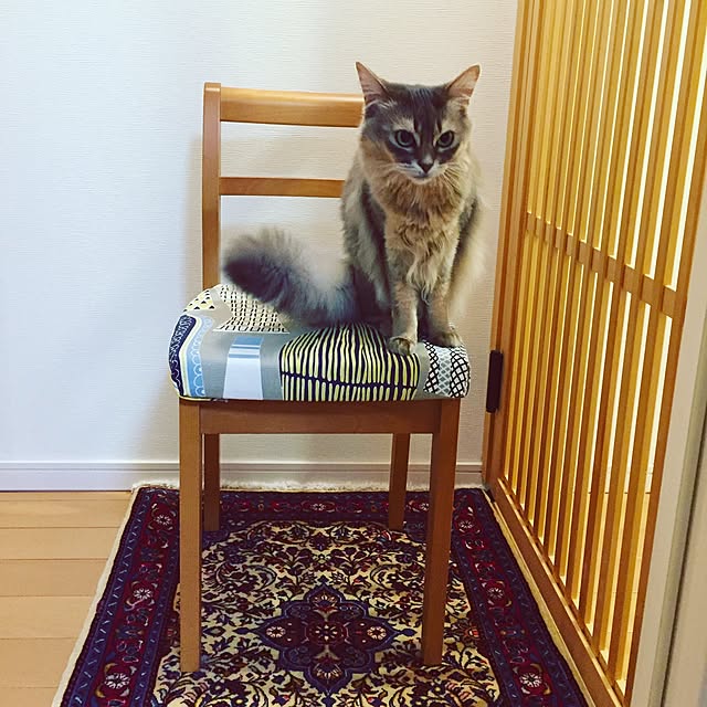 shihoさんの実例写真