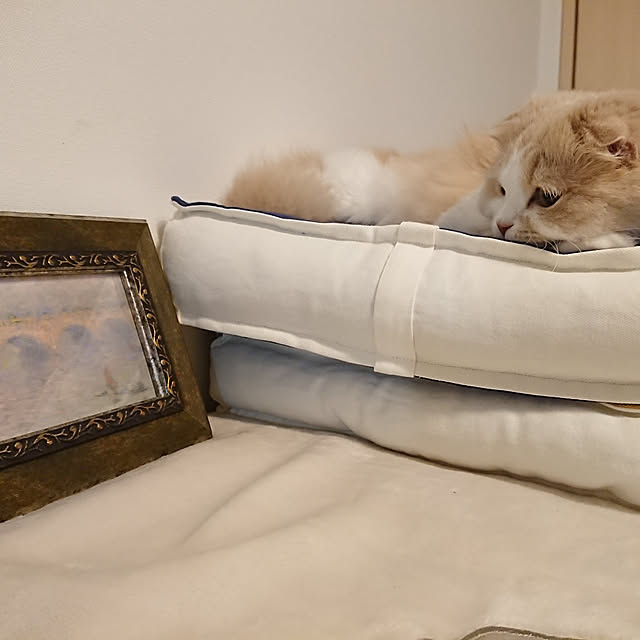 cotoさんの実例写真