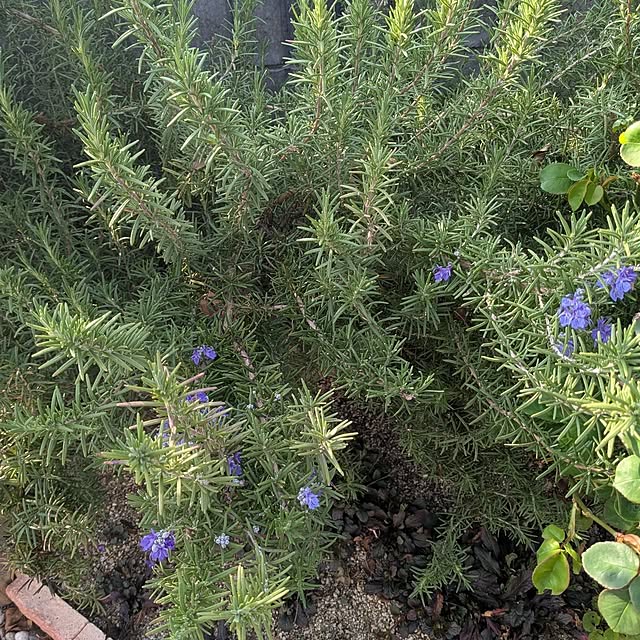 machikomamaさんの実例写真