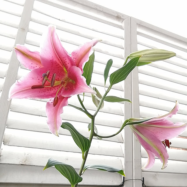 VERANDARJUNさんの実例写真