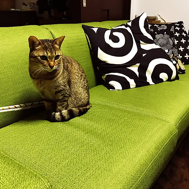nekokanさんの実例写真