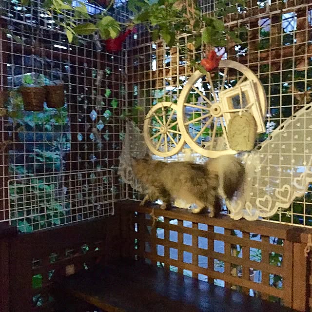 butachanさんの実例写真