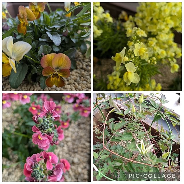 mi-saさんの部屋