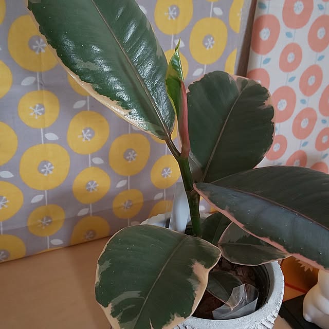 KOHAKUさんの部屋