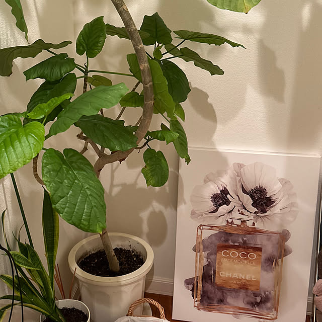 ma_cooさんの実例写真