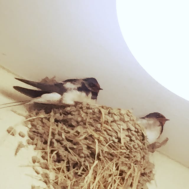 miyufiさんの実例写真