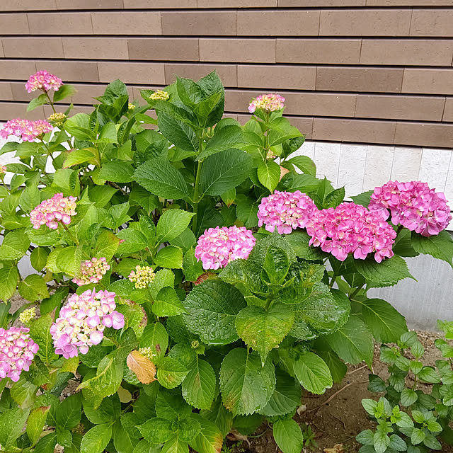 twinsさんの実例写真