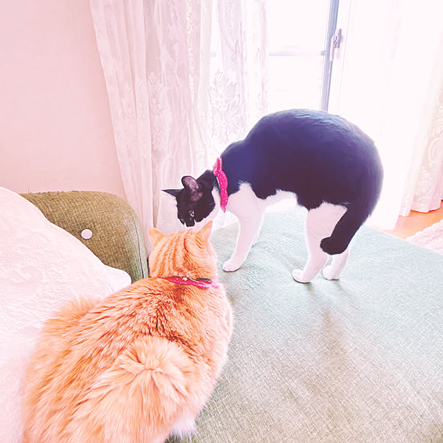 moolさんの実例写真