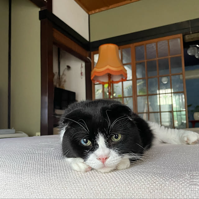 joshua.treeさんの実例写真