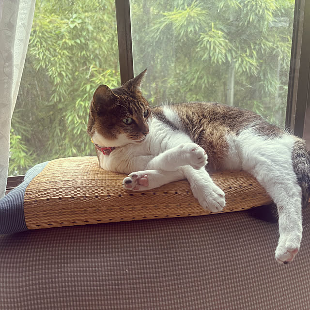nekozukiさんの実例写真