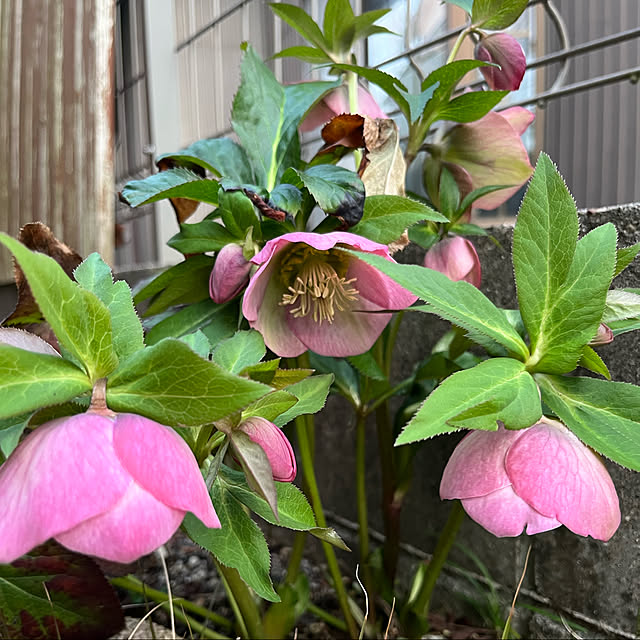 krkc..さんの実例写真