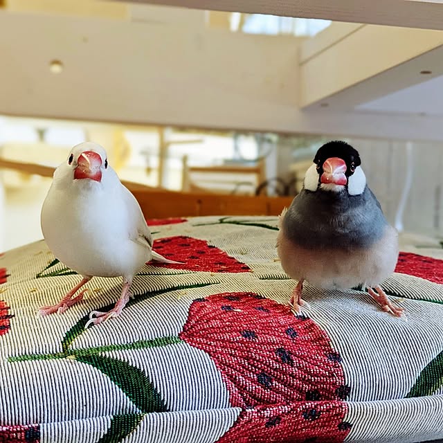 escargotさんの部屋