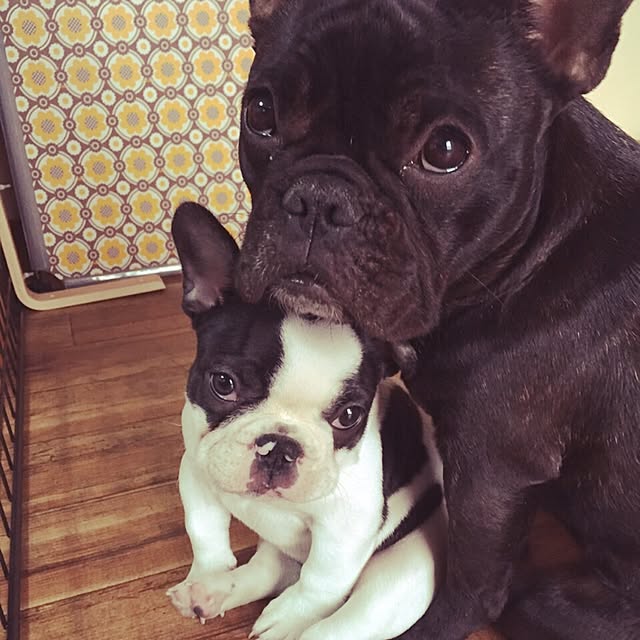 chicoさんの実例写真