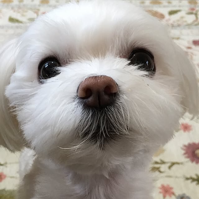 Shihoさんの実例写真