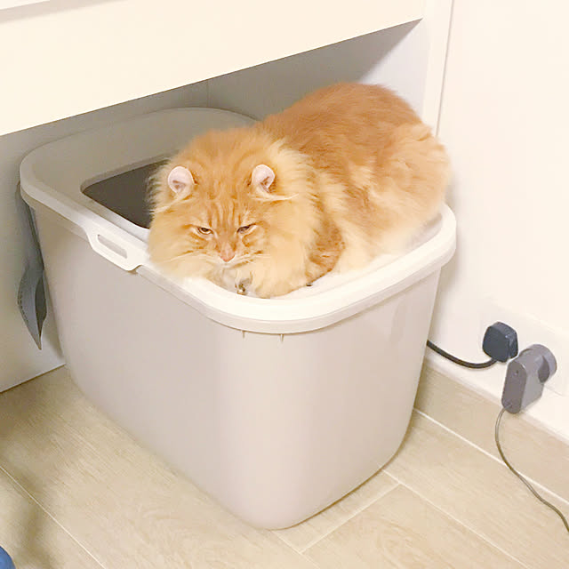 Belleさんの実例写真