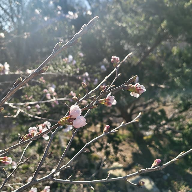 Rubiconさんの部屋