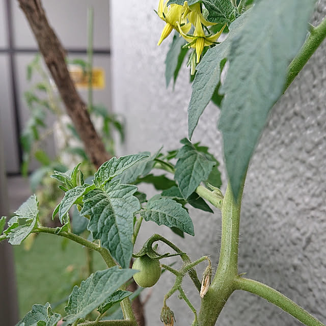 kakkaさんの実例写真