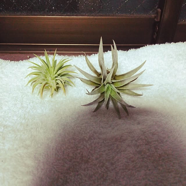 kamechanさんの実例写真