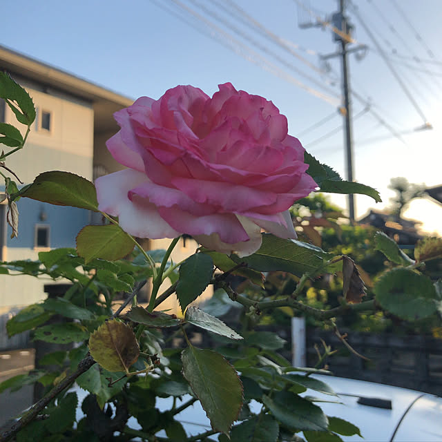 hama1219さんの実例写真