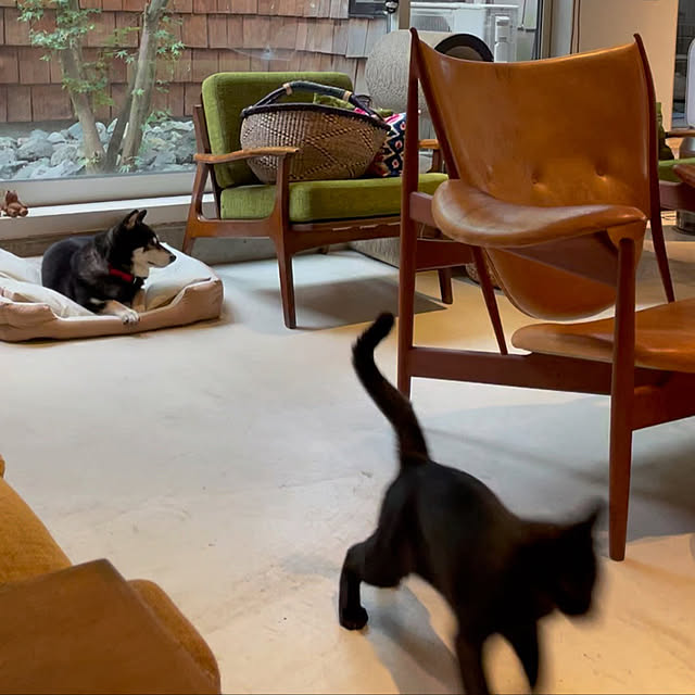 猫と暮らす/猫と犬のいる生活/フィンユール/デザイナーズ家具/ヴィンテージ家具...などのインテリア実例 - 2022-07-20 23:56:01