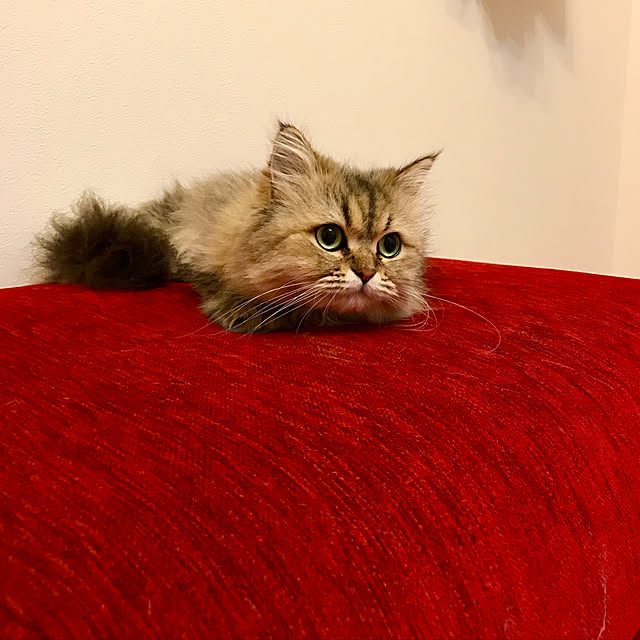 butachanさんの実例写真